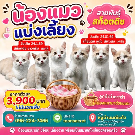 สก็อตติช โฟลด์ (Scottish Fold)   สก๊อตติช ลดราคา ด่วน 