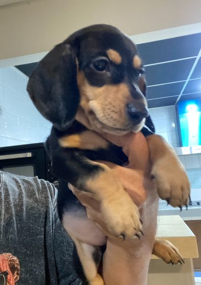 ดัชชุน (Dachshund) เล็ก ลูกสุนัข พันธุ์ดัชชุนมินิ