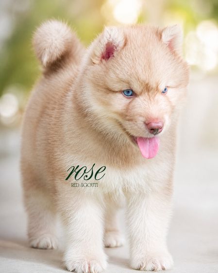 ไซบีเรียน ฮัสกี้ (Siberian Husky) เล็ก Black and White Siberian Husky  Top Quality