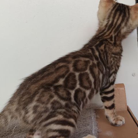 เบงกอล (Bengal House Cat) แมวเบงกอล
