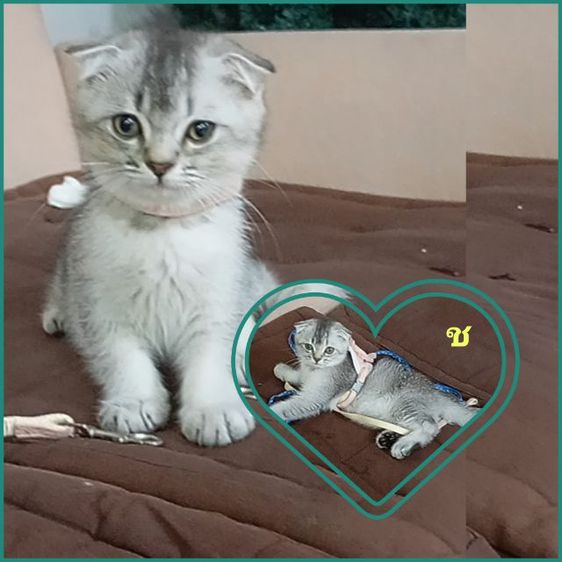 แมว สกอตติช สีเทา🐾 รูปที่ 2