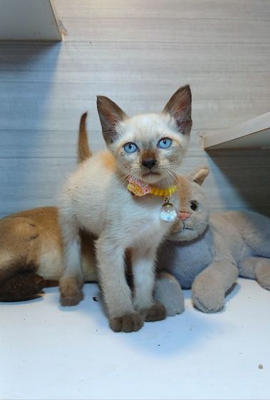 วิเชียรมาศ (Siamese Cat) แมววิเชียรมาศ  เพศผู้ คะวัคซีนแล้ว1เข็มก่อนย้ายตรวจหัดแมวฟรีรับประกันเอดส์แมวกับรูคีเมียคะ