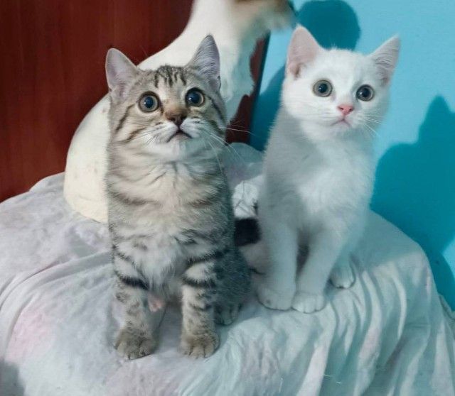 สก็อตติช โฟลด์ (Scottish Fold) ขายแมวสก็อตติชโฟล์เพศชายกับหญิง