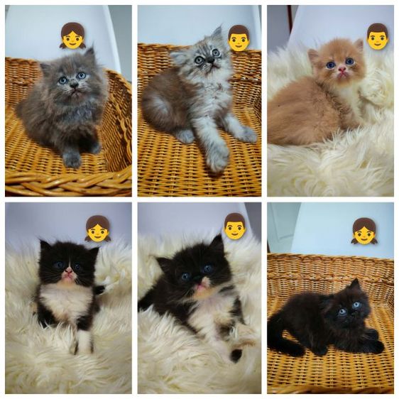 เปอร์เซีย (Persian) แมวเปอร์เซียแท้
