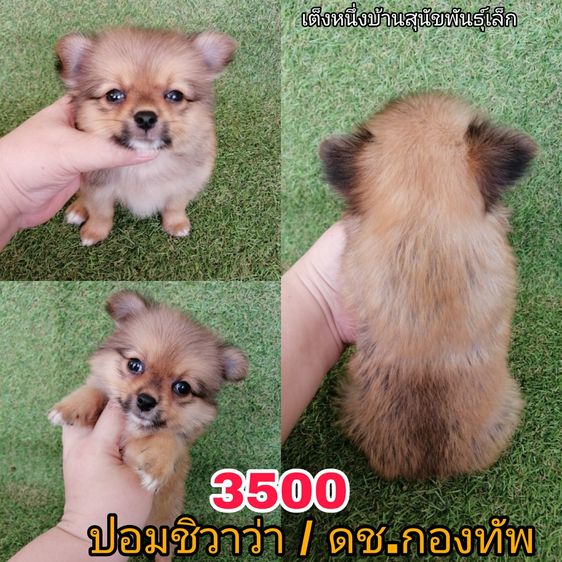 ปอมชิวาว่า มาทางปอม 4500 ลดเหลือ 3500 รวมวัคซีน ถ่ายพยาธิเเละเทสลำไส้ พร้อมย้าย รูปที่ 3