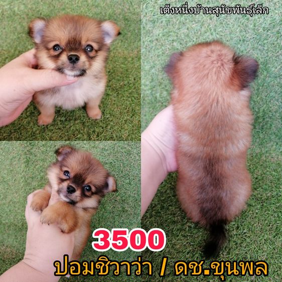 ปอมชิวาว่า มาทางปอม 4500 ลดเหลือ 3500 รวมวัคซีน ถ่ายพยาธิเเละเทสลำไส้ พร้อมย้าย รูปที่ 2