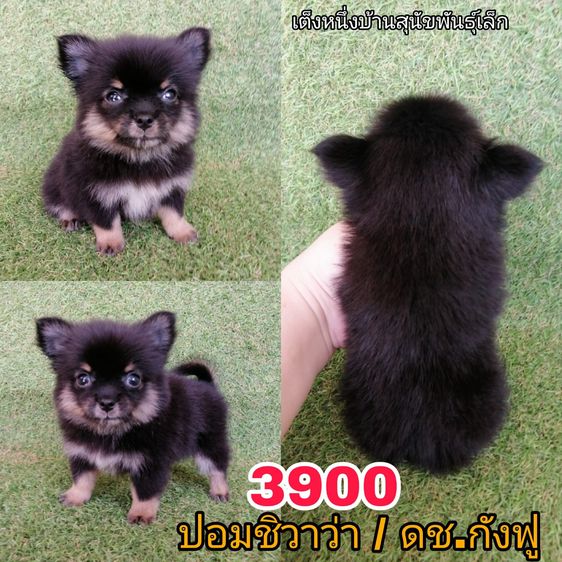 ปอมเมอเรเนียน (Pomeranian) เล็ก ปอมชิวาว่า มาทางปอม 4500 ลดเหลือ 3500 รวมวัคซีน ถ่ายพยาธิเเละเทสลำไส้ พร้อมย้าย