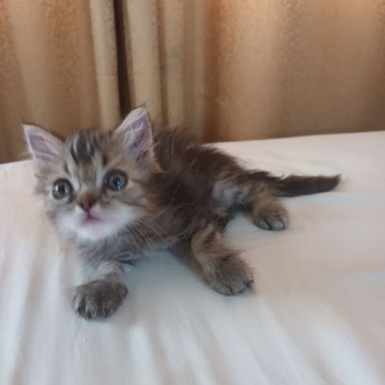 สก็อตติช โฟลด์ (Scottish Fold) สก๊อตติชโฟ