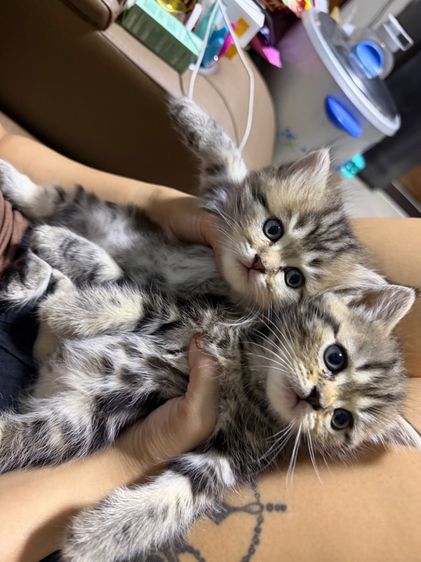 สก็อตติช โฟลด์ (Scottish Fold) แมว สก็อตติส