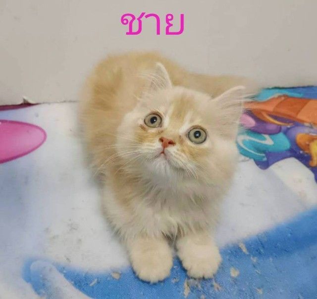 ขายแมวเปอร์เซียเพศชายกับหญิง