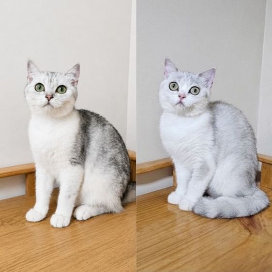สก็อตติช โฟลด์ (Scottish Fold) แมวสก๊อตติสโฟร์ หญิง 8 เดือน2ตัว