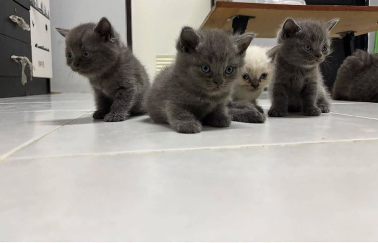 บริติช ชอร์ตแฮร์ (British Shorthair) แมวบริติชแท้ 