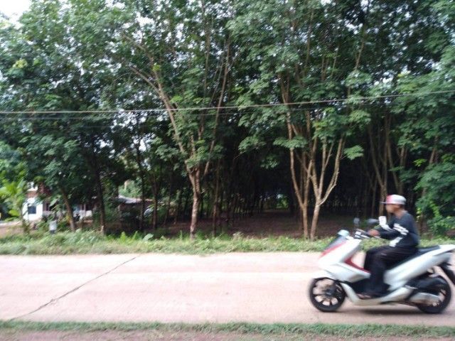 ขายทื่สวนยางพาราสวยๆ หน้าโรงเรียนบ้านคำสะแนน บ.คำบอน ต.บ้านต้าย อ.สว่าง จ.สกลนคร มีโฉนดครุฑแดงพร้อมโอน สนใจโทรมอบถาม 0623859138 อ๊อดครับ 