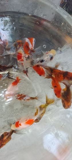 ปลาทอง5สี รูปที่ 4