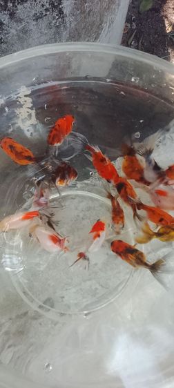 ปลาทอง5สี