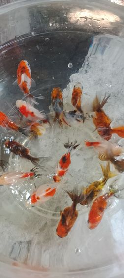 ปลาทอง5สี รูปที่ 2