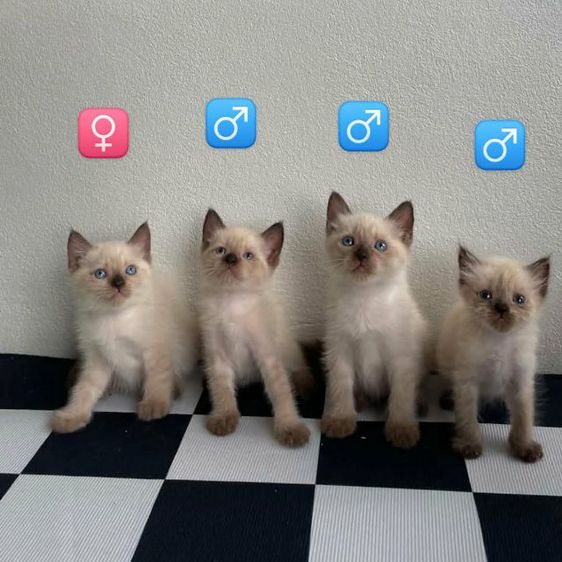 เปิดจอง หิมาลายันxวิเชียรมาศ