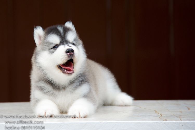 ไซบีเรียนคัดเกรดคุณภาพ จากฟาร์มไซบีเรียนที่ใหญ่ที่สุดในไทย  Allbestkennel รูปที่ 2