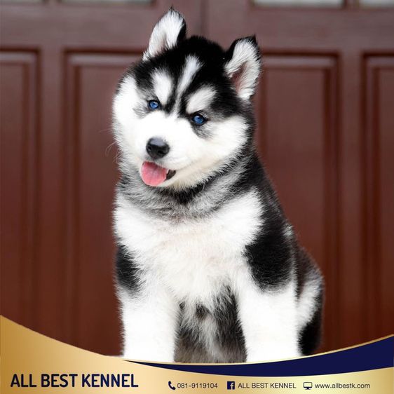 ไซบีเรียนคัดเกรดคุณภาพ จากฟาร์มไซบีเรียนที่ใหญ่ที่สุดในไทย  Allbestkennel รูปที่ 17