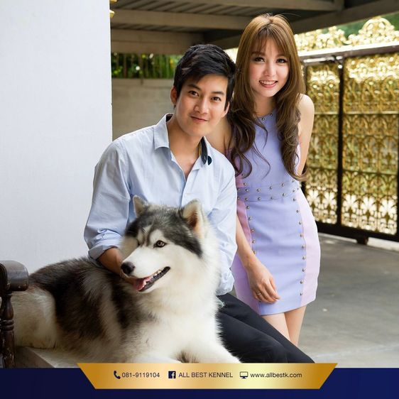 ไซบีเรียนคัดเกรดคุณภาพ จากฟาร์มไซบีเรียนที่ใหญ่ที่สุดในไทย  Allbestkennel รูปที่ 11