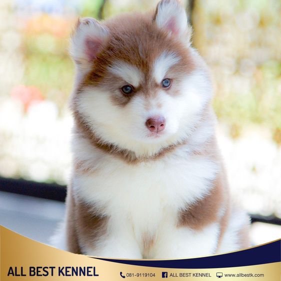 ไซบีเรียนคัดเกรดคุณภาพ จากฟาร์มไซบีเรียนที่ใหญ่ที่สุดในไทย  Allbestkennel รูปที่ 16
