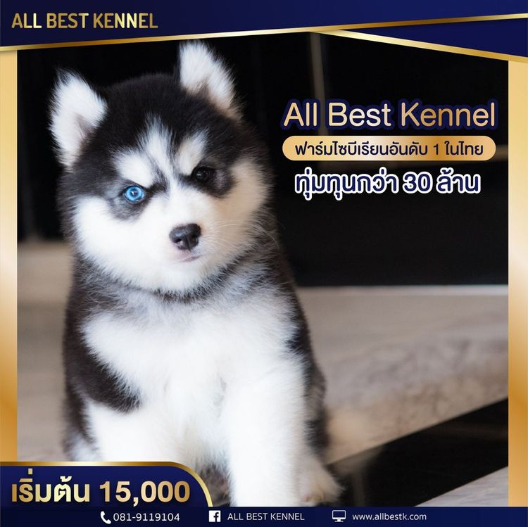 ไซบีเรียนคัดเกรดคุณภาพ จากฟาร์มไซบีเรียนที่ใหญ่ที่สุดในไทย  Allbestkennel รูปที่ 9