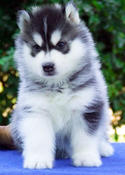ไซบีเรียนคัดเกรดคุณภาพ จากฟาร์มไซบีเรียนที่ใหญ่ที่สุดในไทย  Allbestkennel รูปที่ 5