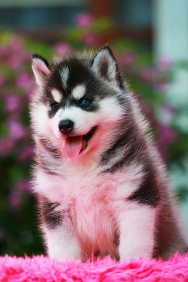 ไซบีเรียนคัดเกรดคุณภาพ จากฟาร์มไซบีเรียนที่ใหญ่ที่สุดในไทย  Allbestkennel รูปที่ 18