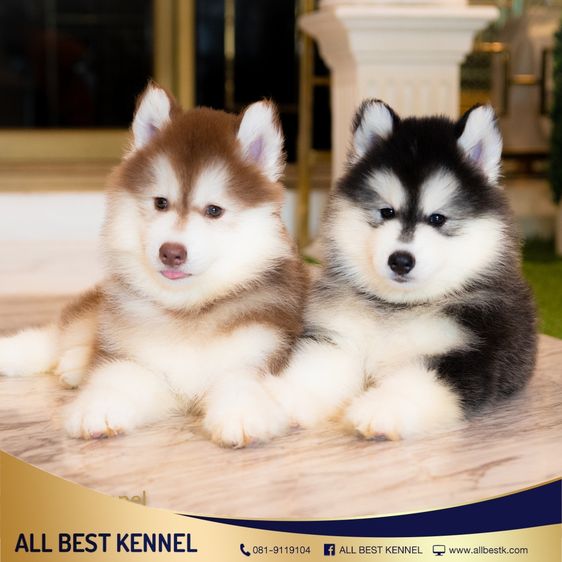 ไซบีเรียนคัดเกรดคุณภาพ จากฟาร์มไซบีเรียนที่ใหญ่ที่สุดในไทย  Allbestkennel รูปที่ 15