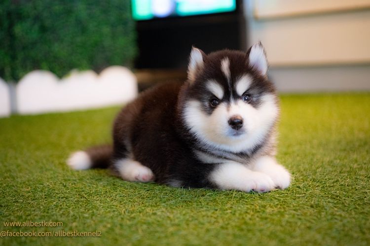 ไซบีเรียนคัดเกรดคุณภาพ จากฟาร์มไซบีเรียนที่ใหญ่ที่สุดในไทย  Allbestkennel รูปที่ 3