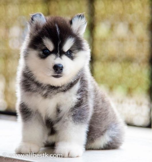 ไซบีเรียน ฮัสกี้ (Siberian Husky) กลาง ไซบีเรียนคัดเกรดคุณภาพ จากฟาร์มไซบีเรียนที่ใหญ่ที่สุดในไทย  Allbestkennel