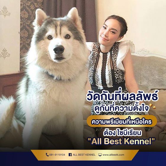 ไซบีเรียนคัดเกรดคุณภาพ จากฟาร์มไซบีเรียนที่ใหญ่ที่สุดในไทย  Allbestkennel รูปที่ 8