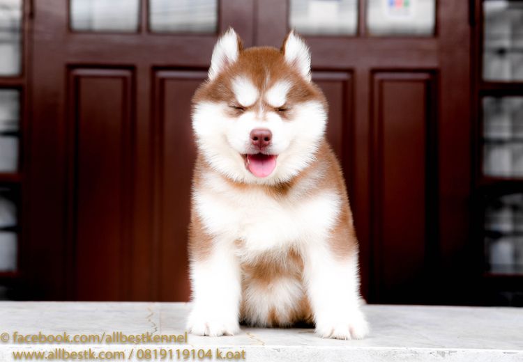 ไซบีเรียนคัดเกรดคุณภาพ จากฟาร์มไซบีเรียนที่ใหญ่ที่สุดในไทย  Allbestkennel รูปที่ 13