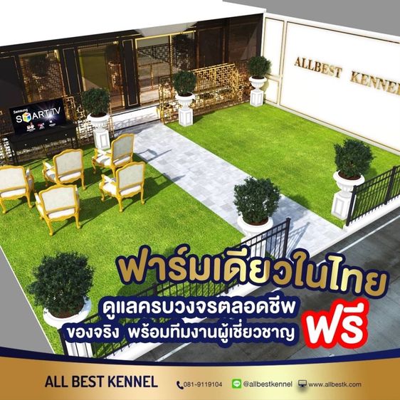 ไซบีเรียนคัดเกรดคุณภาพ จากฟาร์มไซบีเรียนที่ใหญ่ที่สุดในไทย  Allbestkennel รูปที่ 6