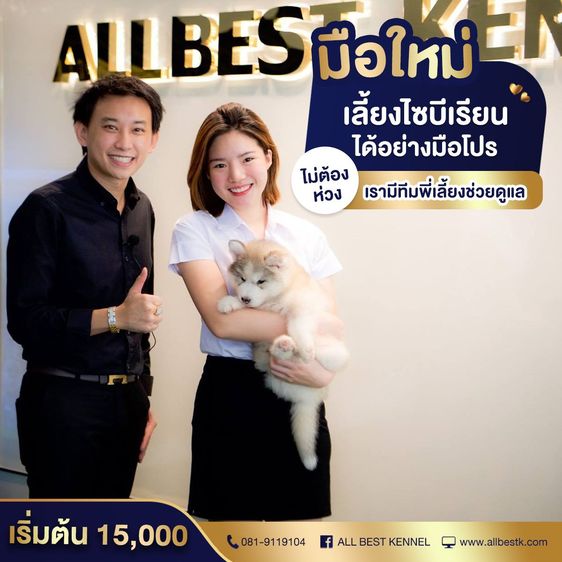 ไซบีเรียนคัดเกรดคุณภาพ จากฟาร์มไซบีเรียนที่ใหญ่ที่สุดในไทย  Allbestkennel รูปที่ 7