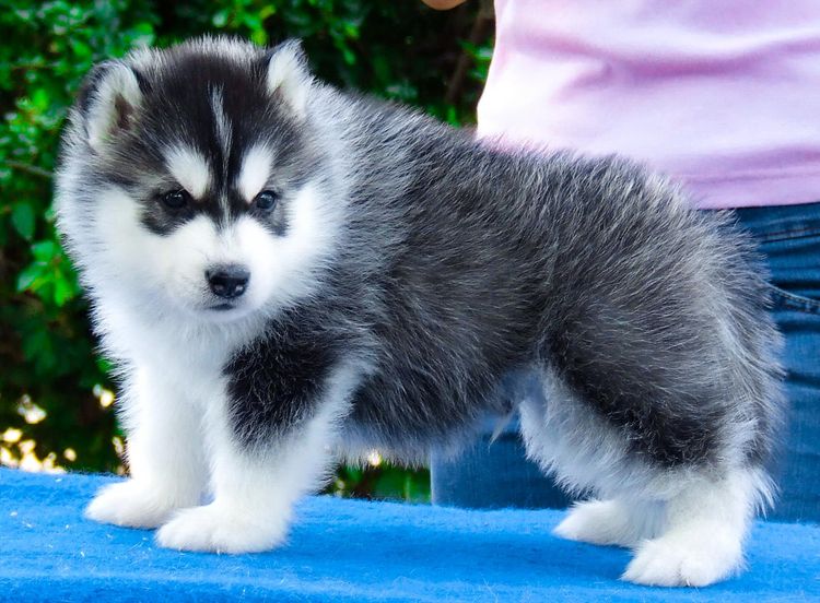 ไซบีเรียนคัดเกรดคุณภาพ จากฟาร์มไซบีเรียนที่ใหญ่ที่สุดในไทย  Allbestkennel รูปที่ 4