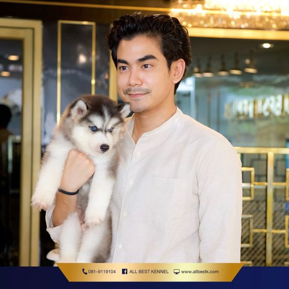 ไซบีเรียนคัดเกรดคุณภาพ จากฟาร์มไซบีเรียนที่ใหญ่ที่สุดในไทย  Allbestkennel รูปที่ 12