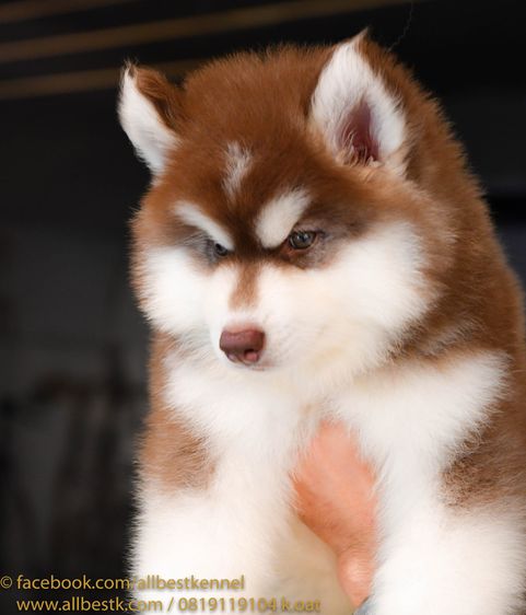 ไซบีเรียนคัดเกรดคุณภาพ จากฟาร์มไซบีเรียนที่ใหญ่ที่สุดในไทย  Allbestkennel รูปที่ 14