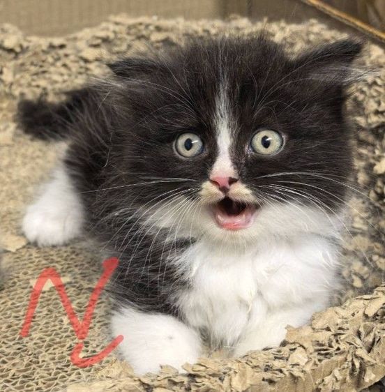 สก็อตติช โฟลด์ (Scottish Fold) แมวสก็อตติช เพศญ กทม. อายุ2เดือน