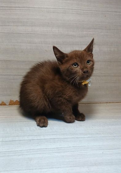 แมวไทย (Thai Cat) แมวศุภลักษณ์ เพศเมีย อายุ2เดือนครึ่ง คะวัคซีนแล้ว1เข็มก่อนย้ายตรวจหัดแมวฟรีรับประกันเอดส์แมวกับรูคีเมียคะ