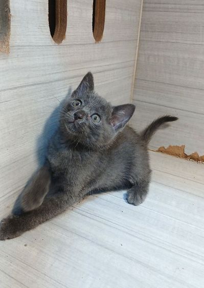 โคราช (Korat) แมวสีสวาด แมวโคราช แมวสีเทา เพศผู้ ตรวจหัดให้ก่อนย้ายรับประกันเอดส์แมวกับรคีเมียคะ
