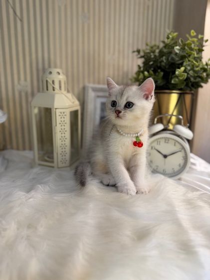บริติช ชอร์ตแฮร์ (British Shorthair) ลูกแมว บริติช
