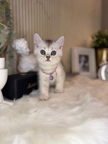 บริติช ชอร์ตแฮร์ (British Shorthair) ลูกแมว บริติช