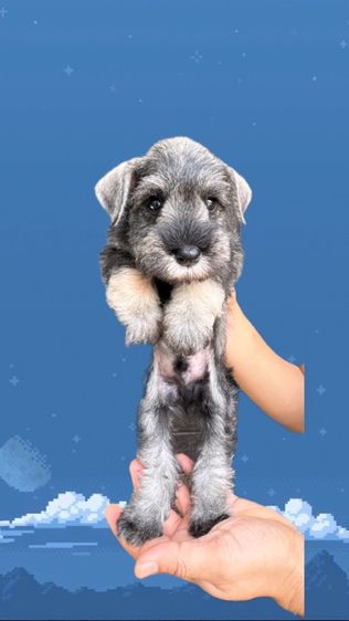 ชเนาเซอร์ (Schnauzer) เล็ก ชเนาเซอร์เพศชายสีสวย ขนสวย