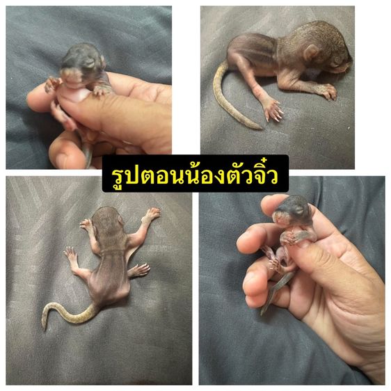 กระรอกดินข้างลาย,กระจ้อน,กระแต รูปที่ 9