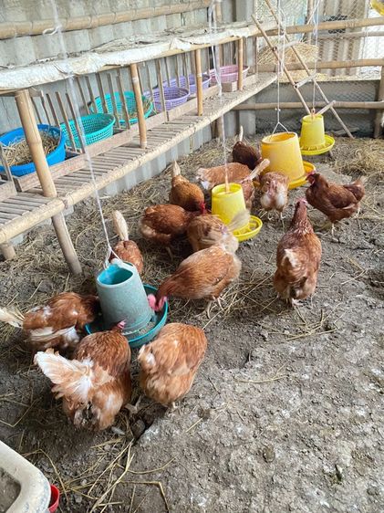 ไก่ไข่ ปลดระวาง