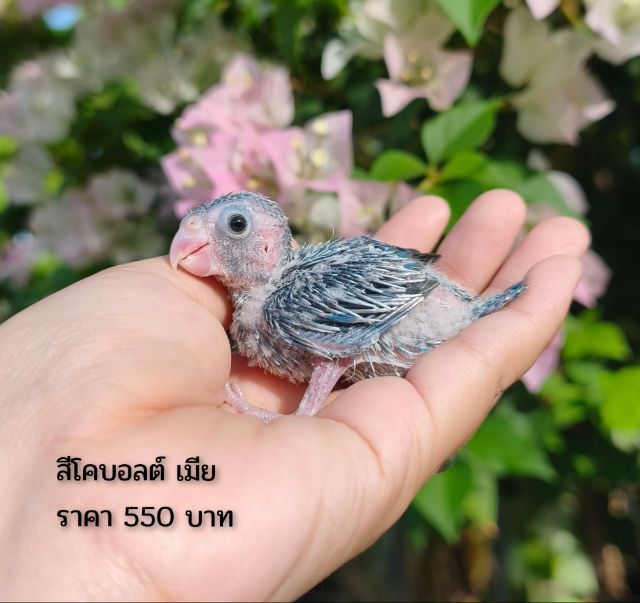 ลูกป้อนฟอพัส รูปที่ 4