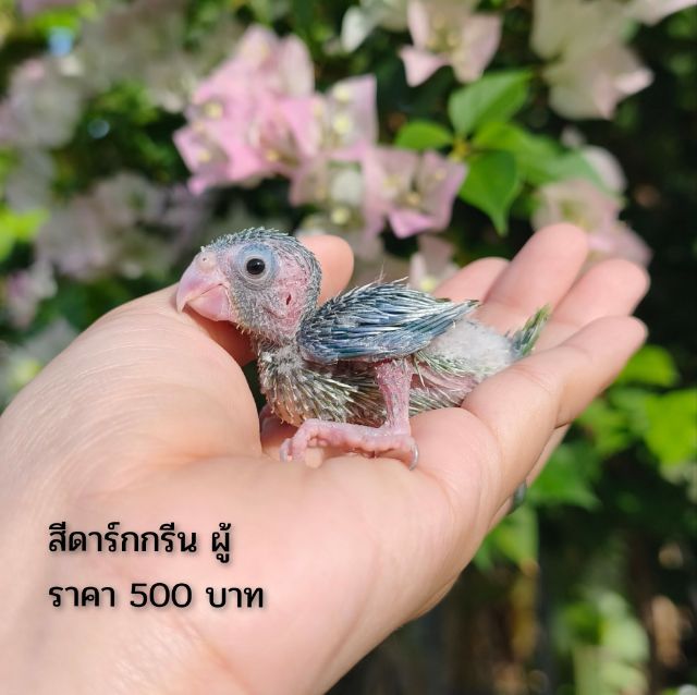 ลูกป้อนฟอพัส รูปที่ 2