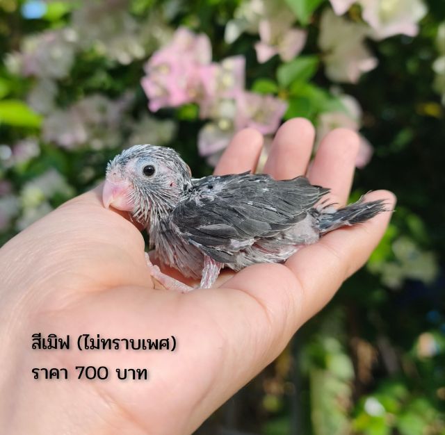 ลูกป้อนฟอพัส รูปที่ 3
