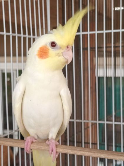 คอกคาเทล ค้อกคาเทล